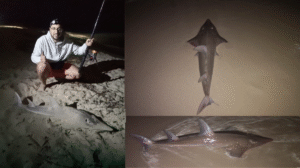 Fishing in Jurien Bay. Founder Alex Releases a Shovelnose Shark Alex from Your Aussie Move catching and releasing a shovelnose shark when fishing in Jurien Bay, Western Australia, with the ocean in the background.