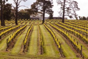 Beautiful rolling hills and vineyards in Margaret River, Western Australia with clear skies