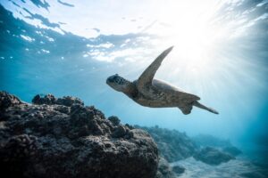 Sea Turtle at Ningaloo Reef, snorkeling in Turquoise Bay, Western Australia Sea turtle swimming above vibrant coral reef in Turquoise Bay, Ningaloo Reef, Western Australia. Ideal location for snorkelling and marine life viewing.